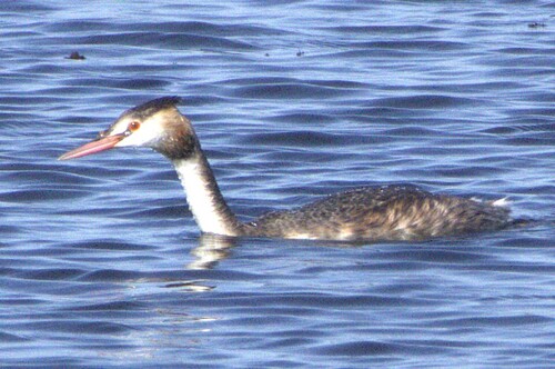 iNaturalist: (c) Людмила Киселева, some rights reserved (CC BY-NC), uploaded by Людмила Киселева iNaturalist image