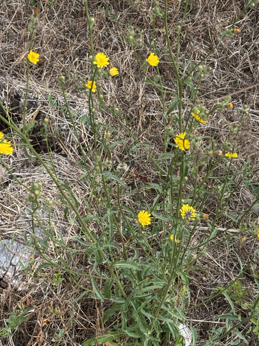 Hawkweed Oxtongue