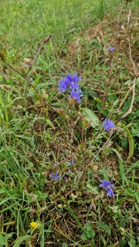 chicory