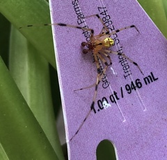 Phylloneta pictipes