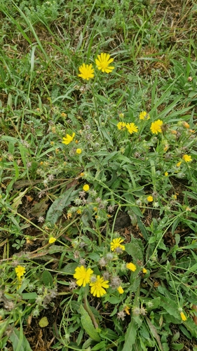 Hawkweed Oxtongue