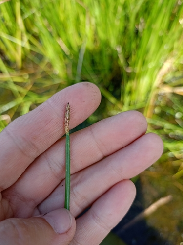 common spikerush