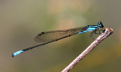 Acanthagrion quadratum