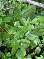 Derris trifoliata