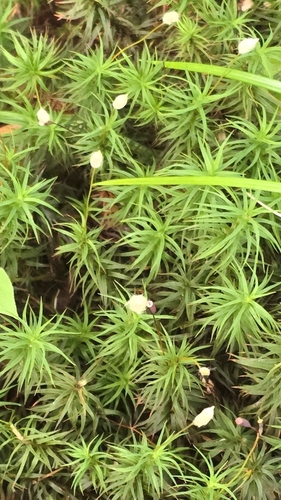 Pogonatum japonicum observed 2026-09-10