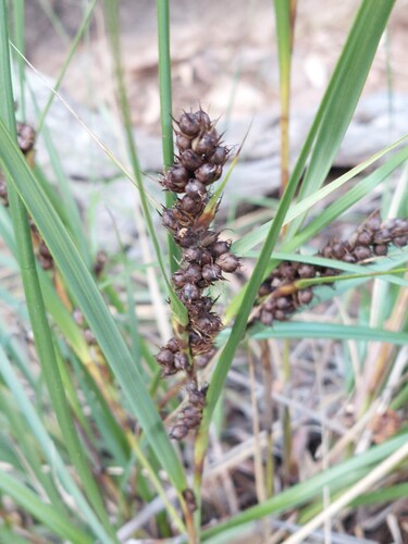 Gahnia aspera, photograph 6