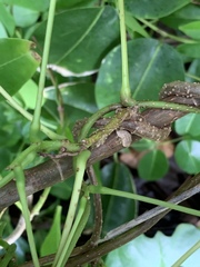 Derris trifoliata
