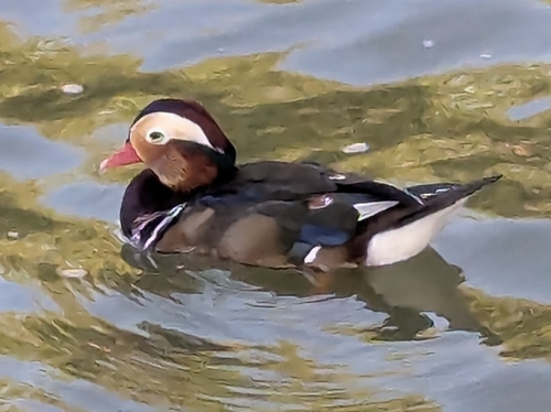 iNaturalist image