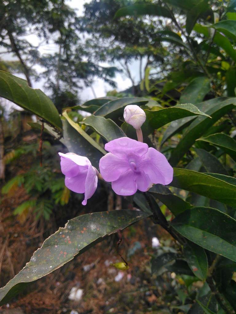 bigfruit raintree