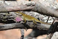 Anolis carolinensis