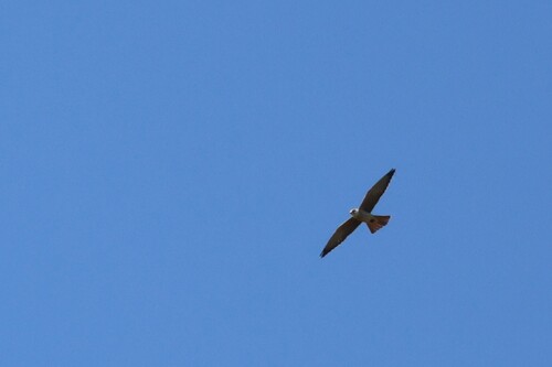 Red-footed Falcon