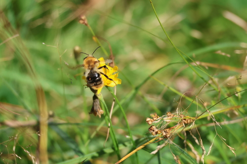 Common Carder Bumble Bee