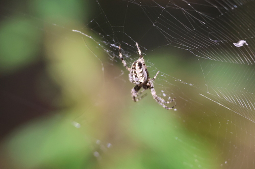 Cross Orbweaver