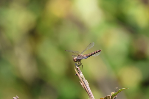 Vagrant Darter