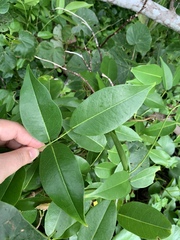 Derris trifoliata