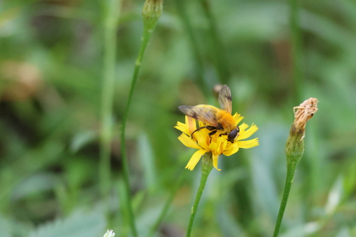 Sericomyia superbiens