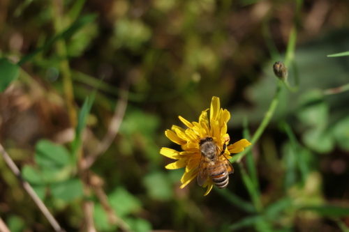 Western Honey Bee