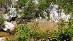 Castilleja minor stenantha