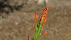Castilleja minor stenantha