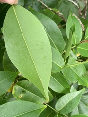 Derris trifoliata