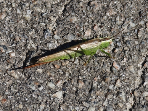 Long-winged Conehead