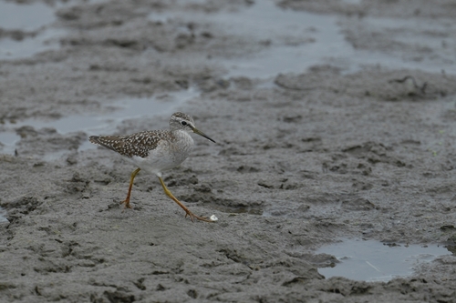 iNaturalist image