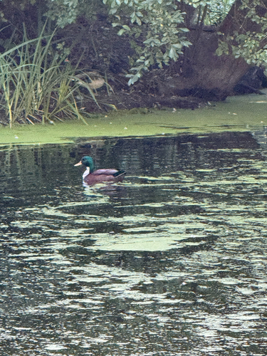 iNaturalist image