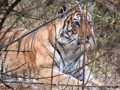 Panthera tigris tigris