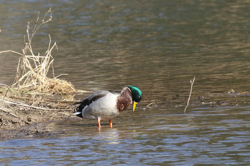 iNaturalist image