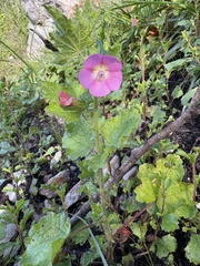 Anisodontea scabrosa, photograph (c) Charleen Brunke, some rights reserved (CC BY)