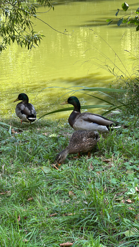 iNaturalist image