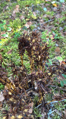 pinesap