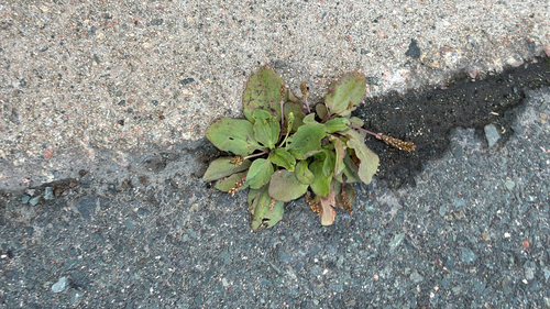 greater plantain