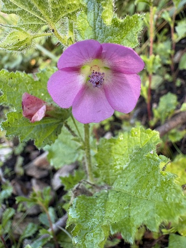 Anisodontea scabrosa