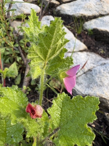 Anisodontea scabrosa, photograph 3