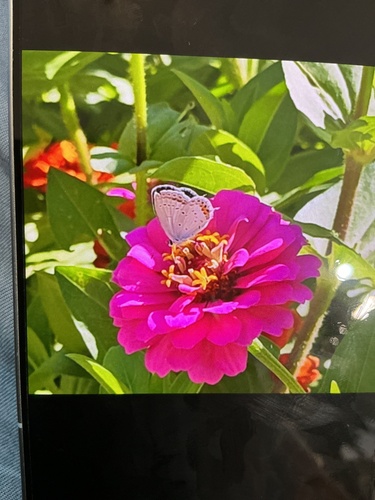Short-tailed Blue