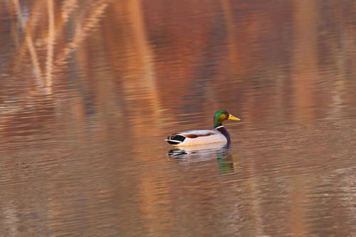 iNaturalist image