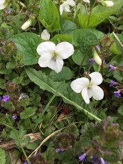 Viola alba