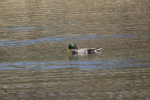 iNaturalist image