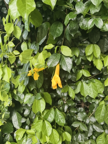 Catclaw vine