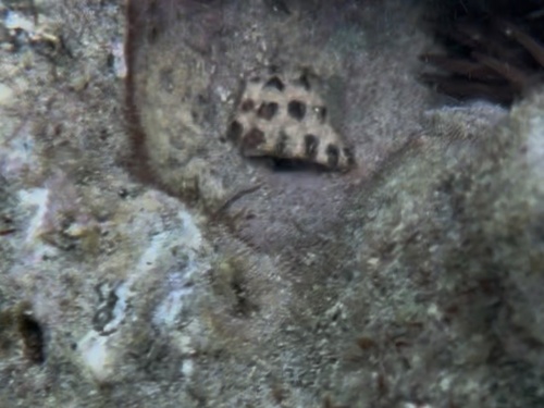 Morula observed 2026-09-09