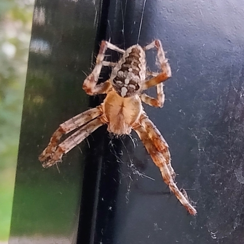 Cross Orbweaver
