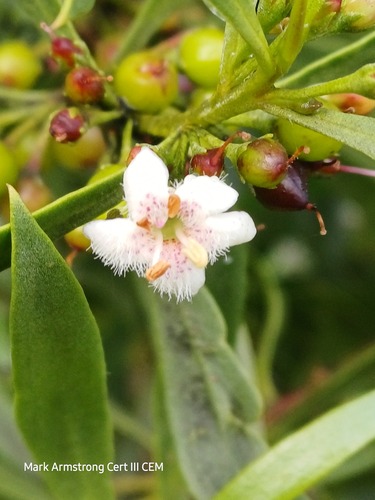Myoporum platycarpum observed 2026-09-05