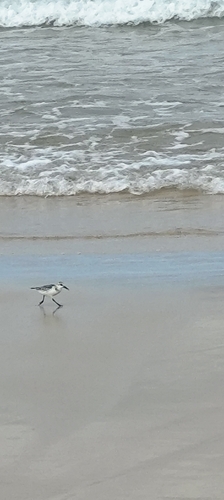 Sanderling