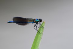 Calopteryx xanthostoma