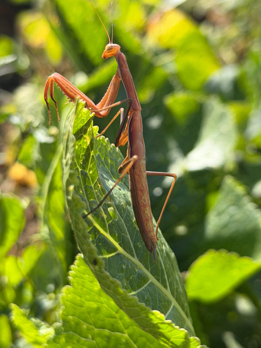 European Mantis