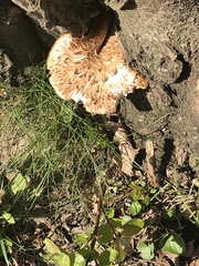 Cerioporus squamosus