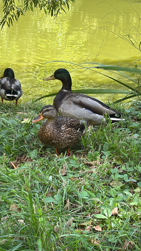 iNaturalist image