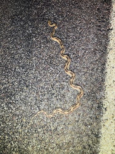 Trans-pecos Ratsnake