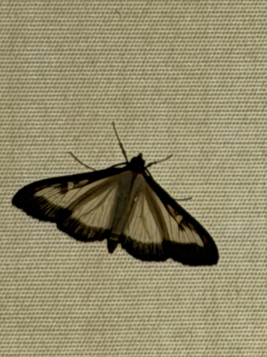 Box Tree Moth